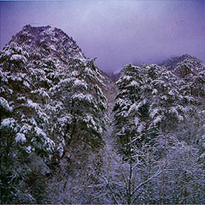설경송림 (Pine forest covered eith snow)