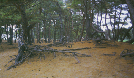 양양 동호리의 소나무숲