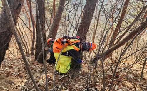 영주국유림관리소, 선제적 예방으로 재선충병 확산을 막다 - 백두대간 산림...