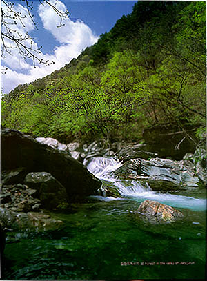 장전리계곡의 숲 (Forest in the valley of Jangjeon-ri)