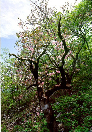 정선군 북면 여량리의 100년생 철쭉나무, 천연기념물 제348호(Smile Rosebay of 100years old in Jeongseon-gun, Natunal Monument)