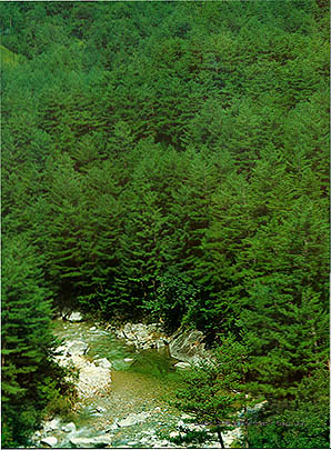 필례골의 소나무 숲 (Pine Forest in Pillyegol(valley))
