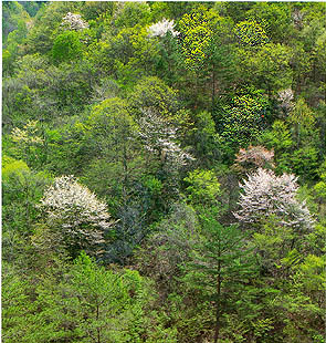 계방산 숲속의 봄 (Forest in (Mt.)Gyebangsan in the spring)