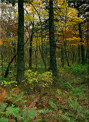 계방산의 가을 숲 (Autumal scenery of forest in (Mt. )Gyebangsan)