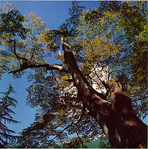 영취산의 느티나무 고목(old Zelkova tree in Mt. Yeongchwisan)