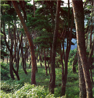 밀양시 산외면 남근리의 긴늪숲(Kineup pine forest in Namgeun-ri, Miryang-si)