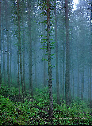 육백산의 운무에 싸인 낙엽송 숲  ( japanese larch forest veiled by mist at (Mt. ) Yukbaeksan )