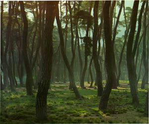 황성공원의 소나무 숲 (Pine forest in Hwangseonggongwon(park))