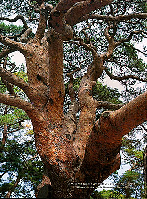 괴산군 청천면 삼송리 소나무 100년생 노거수 천연기념물 제290호(1000years old pine tree in Goesan-gun, natural Monument)