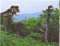 단양군 가곡면 어의곡리의 주목나무 숲, 천연기념물 제344호(Rigid-branch yew forest in Danyang-gun, Natural Monument)
