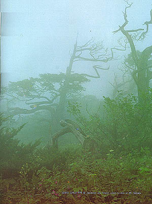 안개낀 소백산 주목 숲(Rigid-branch yew forest veiled by mist at (Mt. )Sobaeksan)