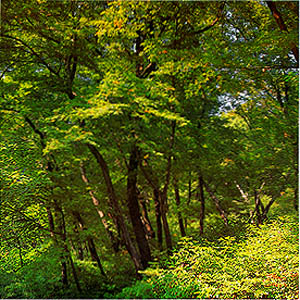 용문사 주변의 활엽수림(Broadleaved forest around yongmun temple)