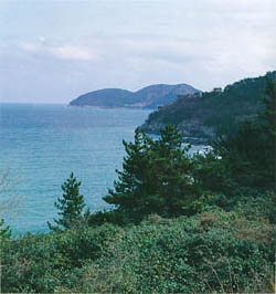 경남거제군 동부면 학동의 동백나무 숲, 천연기념물 제233호(Community of Common Camellia forest in Hakdong, Natural Monument)