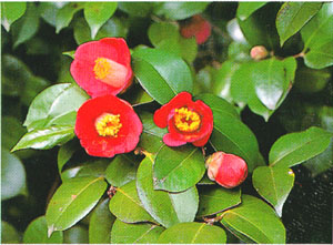 동백꽃 (a camellia blossom)