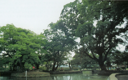 광양 유당공원의 이팝나무