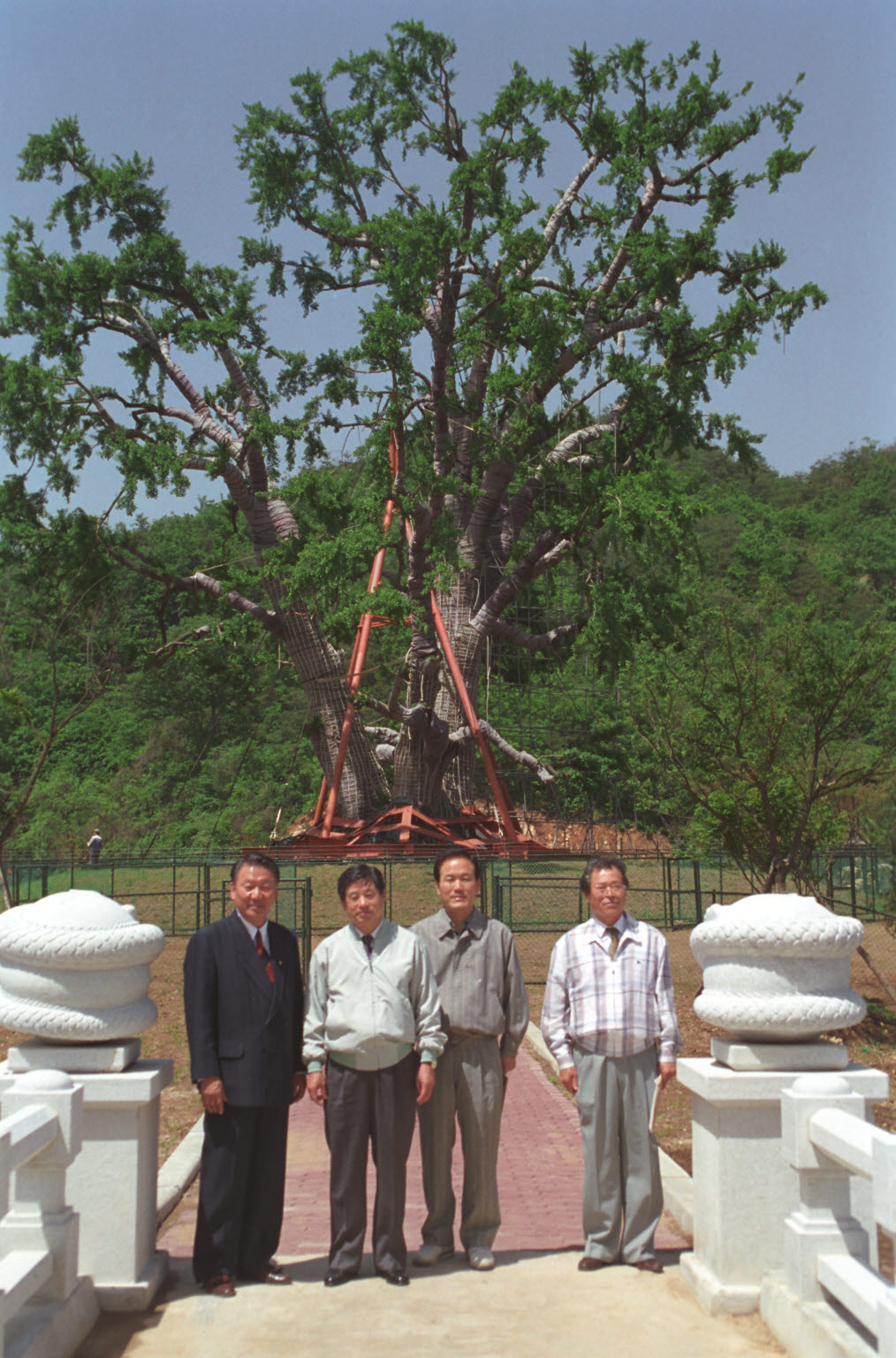 조남조 산림청장 안동 용계리 은행나무 이식지 시찰