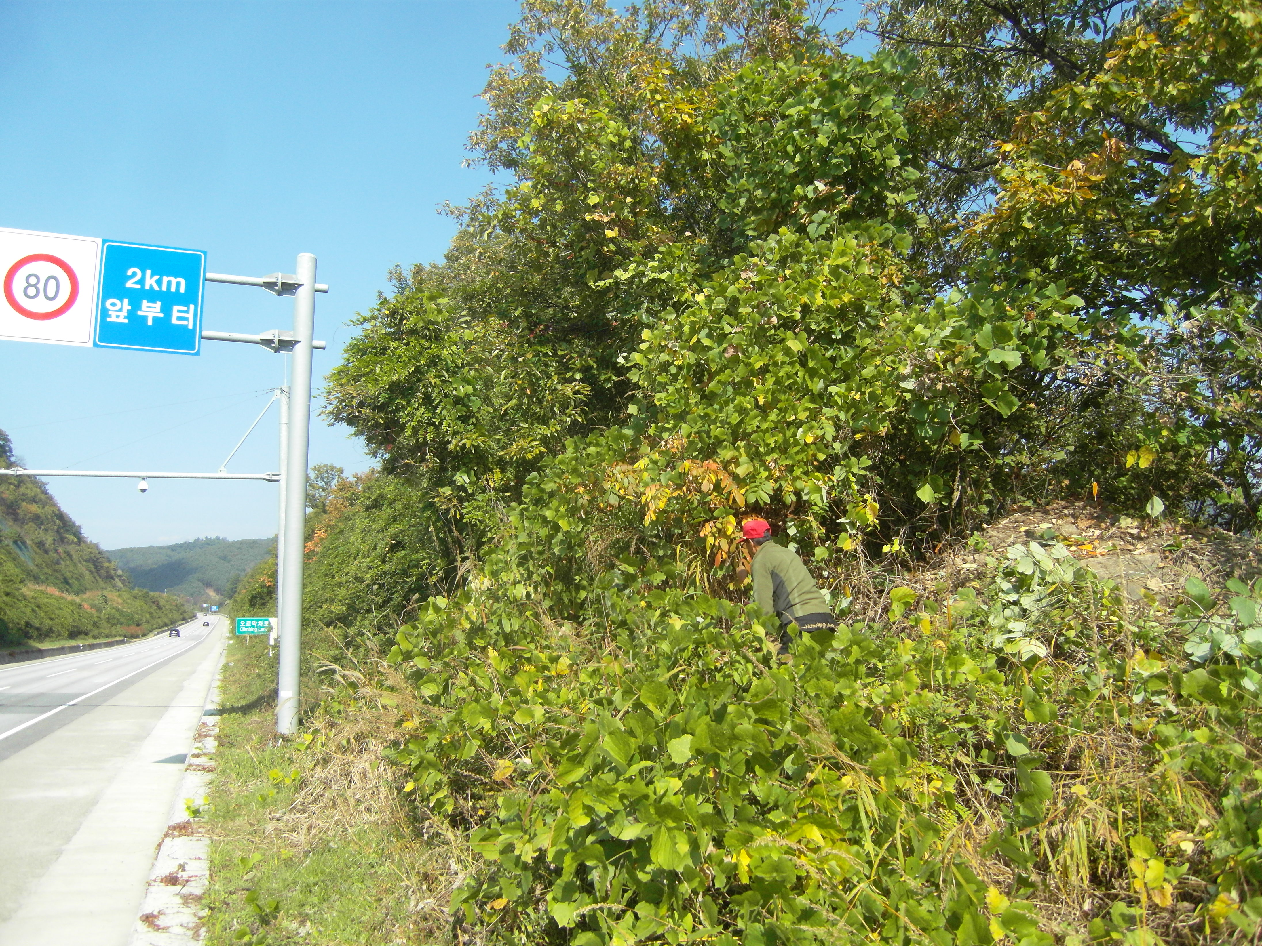 춘천국유림관리소, 고속도로변 덩굴류 제거 작업 완료 이미지2