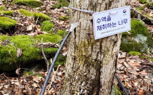 북부지방산림청, 고로쇠수액 위생적 채취 현장 집중점검!